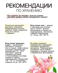 Лилия Азиатская Кашпо Happy Snow, луковица в пакете с перфорацией, р-р 12/14, 2 шт. Сады дедушки никиты