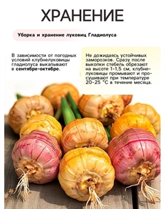 Гладиолус Тубергена «Шарм», луковица цветов в пакете с перфорацией, р-р 10+, 7 шт. Сады дедушки никиты