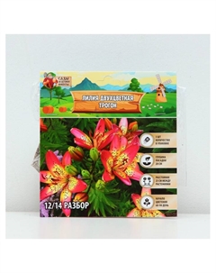 Лилия Двухцветная Trogon, луковица в пакете с перфорацией, р-р 12/14, 3 шт. Сады дедушки никиты