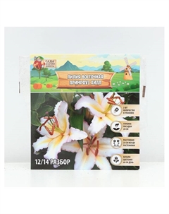 Лилия Восточная Primrose Hill, луковица в пакете с перфорацией, р-р 12/14, 2 шт. Сады дедушки никиты