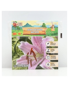 Лилия Восточная Virtuoso, луковица в пакете с перфорацией, р-р 12/14, 3 шт. Сады дедушки никиты