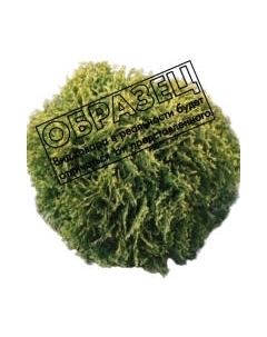 Саженец кустарника Красный клен Туя западная Waterfield