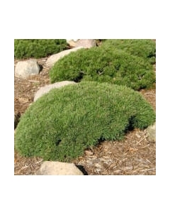 Саженец кустарника Красный клен Сосна горная Pumilio