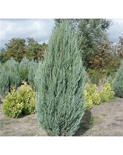 Саженец кустарника Красный клен Можжевельник виргинский Skyrocket