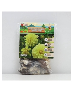 Георгина Декоративная BERLINER LEMON, клубнелуковица в упаковке, р-р I, 1 шт. Сады дедушки никиты