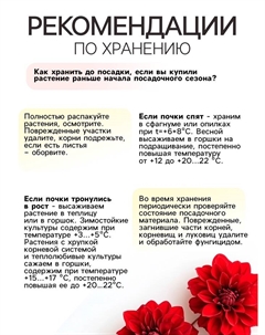 Георгина Бахромчатая LEVI, клубелуковица в упаковке, р-р I, 1 шт. Сады дедушки никиты