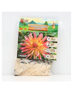 Георгина Кактусовидная SPASSMACHER, клубнелуковица в упаковке, р-р I, 1 шт. Сады дедушки никиты