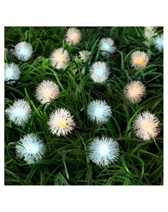 Гирлянда «Нить», 4.5 м, уличная, с насадками «Ёжики», IP44, 30 LED, 2 режима, солнечная батарея, тёмная нить, свечение жёлтое/аквамарин Luazon lighting