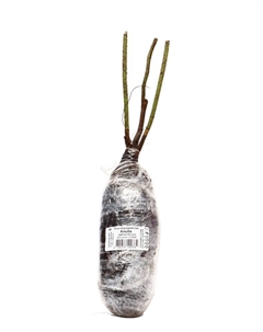 Саженец Роза морщинистая "Альба", туба, 1 шт, Весна 2025 Поиск