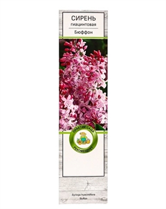 Сирень гиацинтовая "Бюффон" 1 шт, туба, Весна 2025 Поиск