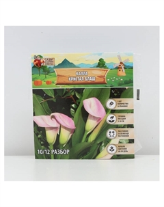 Калла «Кристал Блаш», клубнелуковица в пакете с перфорацией, р-р 10/12, 5 шт. Сады дедушки никиты