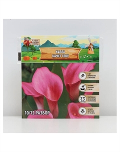 Калла «Гарнет Глоу», клубнелуковица в пакете с перфорацией, р-р 10/12, 5 шт. Сады дедушки никиты