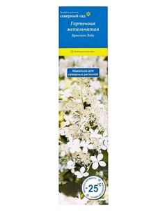 Гортензия метельчатая (Серия Северный Сад) "Брасселз Лэйс" 1 шт, туба, Весна 2025 Поиск