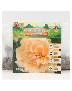 Лилейник Double Creamy Wonder, многолетник, корневище в пакете с торфогрунтом, р-р I, 1 шт. Сады дедушки никиты