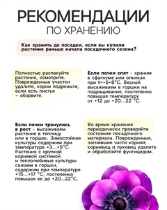 Анемона «Де Каен смесь», многолетник, луковица, р-р 6/7, 10 шт. Сады дедушки никиты