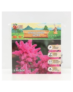 Астильба Арендса Cattleya многолетник, корневище в торфогрунте, р-р II, 2 шт. Сады дедушки никиты