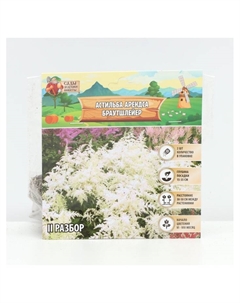 Астильба Арендса Brautschleierмноголетник, корневище в торфогрунте р-р II, 2 шт. Сады дедушки никиты