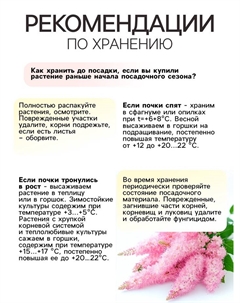 Астильба Арендса Amethyst многолетник, корневище в торфогрунте, р-р II, 2 шт. Сады дедушки никиты