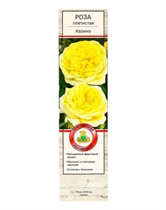 Саженец Роза плетистая "Казино", туба, 1 шт, Весна 2025 Поиск