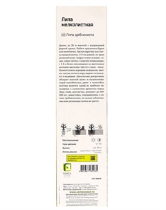 Липа мелколистная, туба, 1 шт, Лето 2025 Поиск