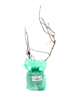 Жимолость каприфоль, туба, 1 шт., Весна 2025 Поиск