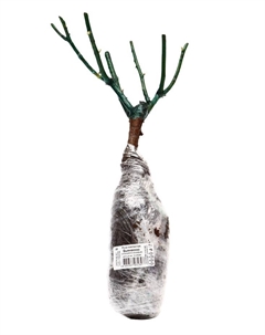 Саженец Роза плетистая "Бьянвеню", туба, 1 шт, Весна 2025 Поиск