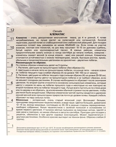 Клематис крупноцветковый "Юкиокоши", капер, 1 шт, Весна 2025 Поиск