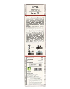 Саженец Роза плетистая "Антик-89", туба, 1 шт, Весна 2025 Поиск
