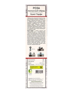 Саженец Роза мускусные гибриды "Букет Парфе", туба, 1 шт, Весна 2025 Поиск