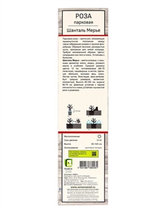Саженец Роза парковая "Шанталь Мерье", туба, 1 шт, Весна 2025 Поиск