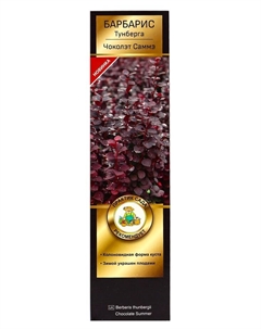 Барбарис Тунберга Люкс «Чоколэт Саммэ», саженец, туба, 1 шт. Поиск