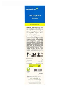 Саженец Роза канадская парковая "Чамплейн", туба, 1 шт, Лето 2025 Поиск