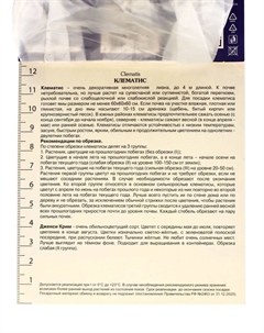 Клематис крупноцветковый "Дженси Крим", капер, 1 шт, Весна 2025 Поиск