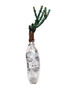 Саженец Роза плетистая "Кенди Лэнд", туба, 1 шт, Весна 2025 Поиск