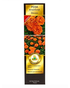 Саженец Роза Кордес флорибунда "Феникс", туба, 1 шт, Весна 2025 Поиск