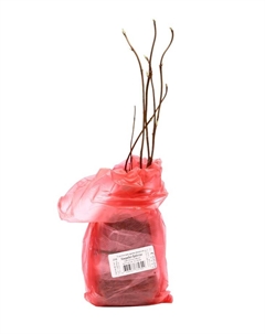 Гортензия древовидная Люкс "Кандибел Баблгам", туба, 1 шт, Весна 2025 Поиск