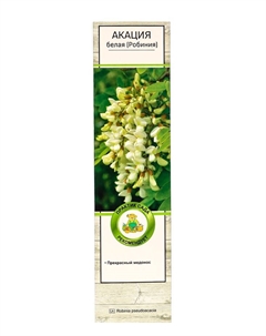 Акация белая (Робиния) «Альба», саженец, туба, 1 шт. Поиск