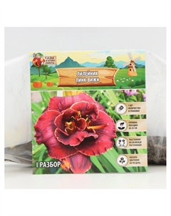 Лилейник Pink Vision, многолетник, корневище в пакете с торфогрунтом, р-р I, 1 шт. Сады дедушки никиты