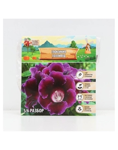 Глоксиния «Голливуд», многолетник, комнатный, луковица в пакете с перфорацией, р-р 5/6, 2 шт. Сады дедушки никиты