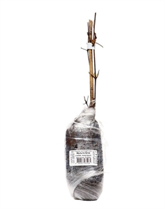 Клематис крупноцветковый "Мульти Блю" 1 шт, туба, Лето 2025 Поиск