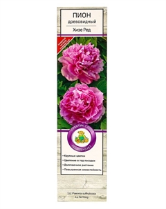 Пион древовидный (привитый на пион травянистый) "Хизе Ред" 1 шт, туба, Лето 2025 Поиск