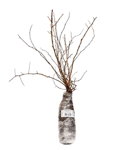 Спирея Вангутта (Серия Северный сад), саженец, туба, 1 шт. Поиск