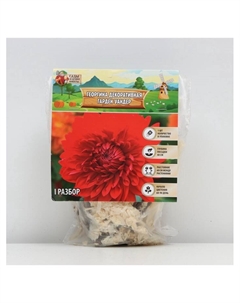 Георгина Декоративная «Гарден Уандер», клубнелуковица в упаковке, р-р I, 1 шт. Сады дедушки никиты