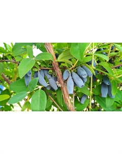 Саженец Жимолость съедобная Бакчарская юбилейная, С2 горшок, Н20-40 высота, 1 шт. Поиск