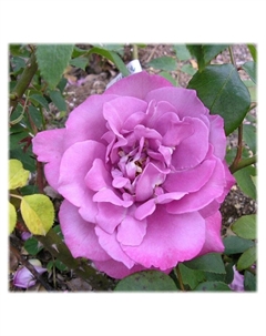 Саженец Роза флорибунда «Дойче Велле», туба, 1 шт. Поиск