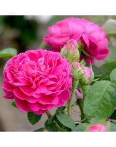 Саженец Роза парковая "Роуз де Решт", туба, 1 шт, Весна 2024 Поиск