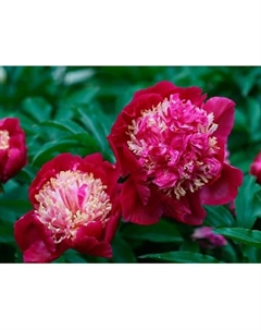 Пион молочноцветковый Том Кэт, горшок С3, 1 шт, Лето 2024 Поиск