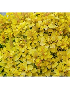 Саженец Барбарис Тунберга «Голдалита», горшок С2, декоравтиный, 1 шт. Поиск