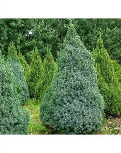 Саженец кустарника Красный клен Ель канадская Sanders Blue