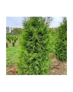 Саженец дерева Красный клен Туя западная Brabant